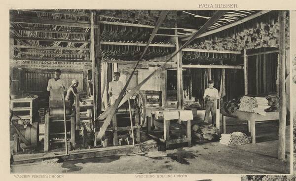Para rubber planting. Washing, rolling and drying, 1907