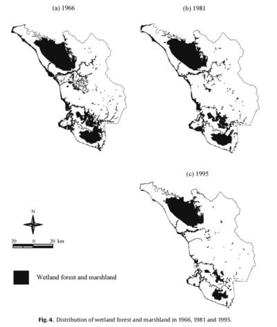 Distribution of wetland forest and marshland in 1966, 1981 and 1995