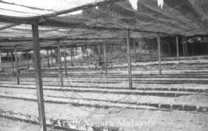 TAPAK SEMAIAN GETAH. LADANG PRANG BESAR, 43000 KAJANG, SELANGOR. 15/11/1994