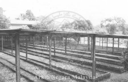 TAPAK SEMAIAN GETAH LADANG PRANG BESAR (GOLDEN HOPE), 43000 KAJANG, SELANGOR, 15/11/1994