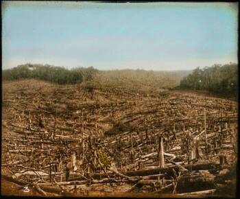 Bangi Estate, 1905 (diwarnakan)