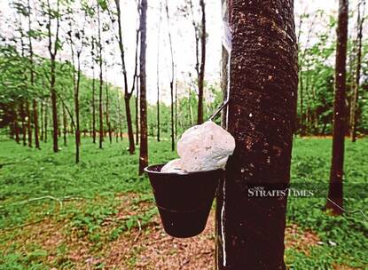 If the Standard Malaysian Rubber price was high, the estate management would ask workers to do ‘rendu vettu’, which means tapping two plots of rubber trees in one day. It was an opportunity to fill the workers’ pockets, at times gratefully heavier than usual. FILE PIC