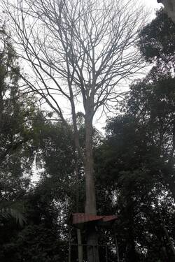 Pokok Jelutong yang menjadi ikon HPA UKM telah mati sepenuhnya...
