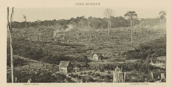 Para rubber planting. Clearing jungel [i.e jungle], 1907