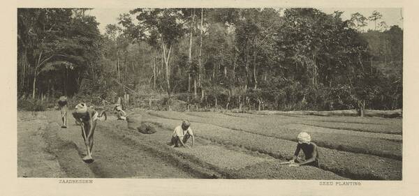 Para robber[i.e. rubber] planting. Seed planting, 1907