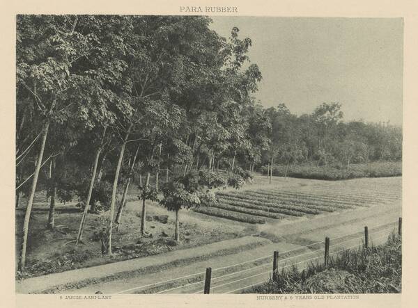 Para rubber planting. Nursery and 6 year old plantation, 1907