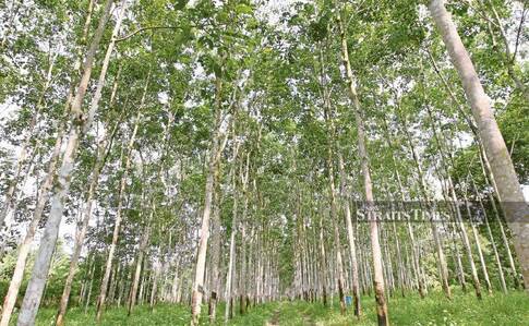 In the past, firewood was used only for cooking and by the brickmakers to bake bricks. When replanting was done in the estates, the rubberwood was literally burnt or buried as it was considered waste material. FILE PIC