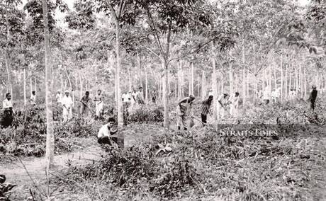 Estate workers clearing weeds at a rubber estate in 1962. - NSTP file pic
