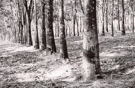 Rows of rubber trees at an estate in the 1960s. - NSTP file pic