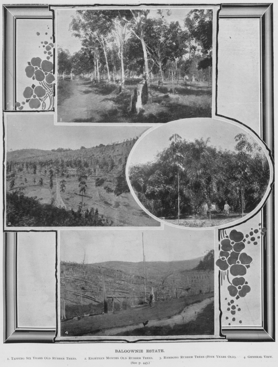 Balgownie Estate. 1. Tapping six years old rubber trees. 2. Eighteen months old rubber trees. 3. Rambong rubber trees (five years old). 4. General view.