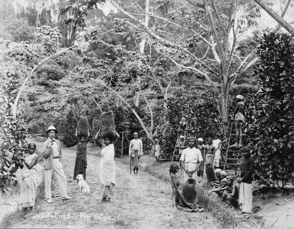 Coffee harvest at Batu Cave Estate, Singapore, 1899.
