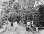 gambar:coffee-harvest-batu-cave-estate-singapore-1899-10645078.jpg