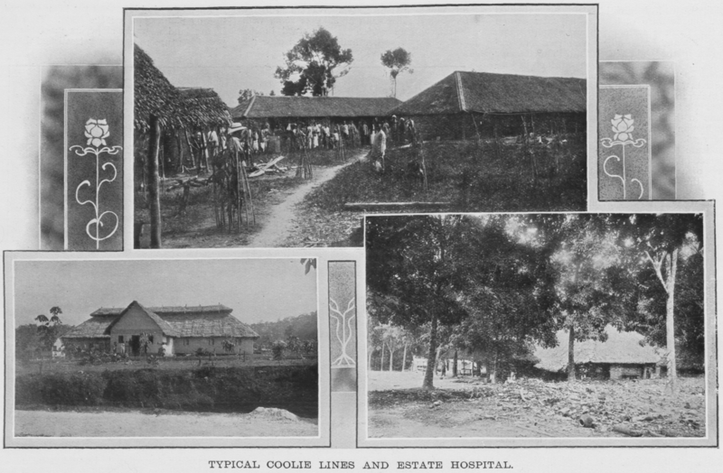 Typical coolie lines and estate hospital