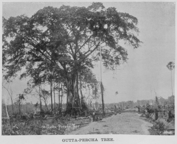 Gutta Percha, 1908