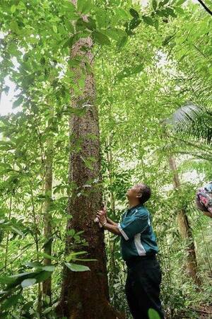 Abd Latif observing the growth of a gutta percha tree in the FRIM campus.