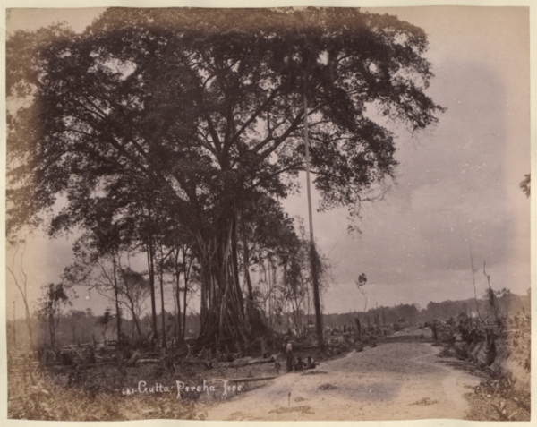 Pokok Gutta Percha, 1900-an
