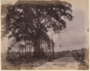 gambar:gutta-percha-tree-1900s.png