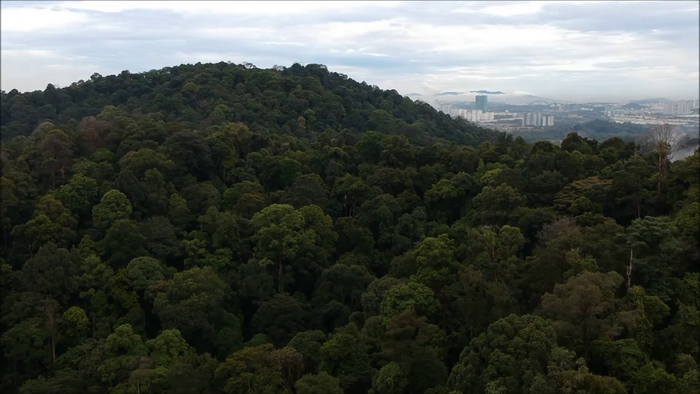 Pemandangan Hutan Simpan Ayer Hitam, menghadap ke selatan, di pinggir Bandar Puteri