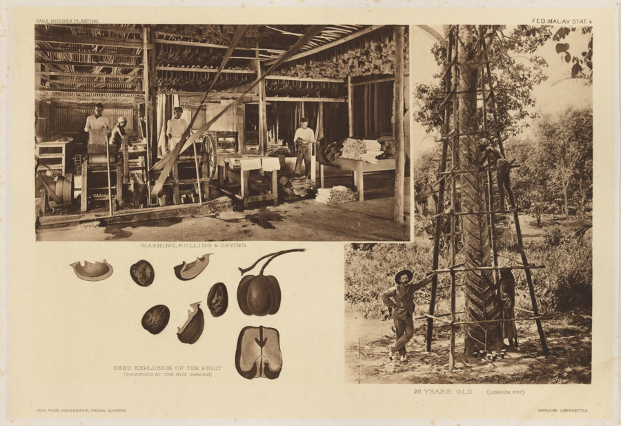 Fed. Malay Stat. 4: Washing, Rolling & Drying / Seed Explosion of the Fruit (Drawing at the Bot Garden) / 23 Years Old (Linsum Fst) 1907