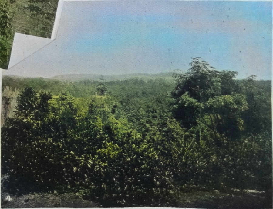 ladang-westcountry-belmont-1908-colorized.png