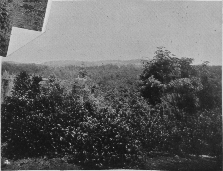 ladang-westcountry-belmont-1908.png