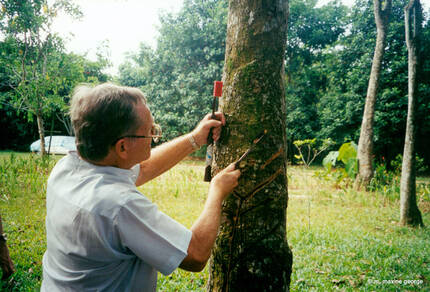 Rudin demonstrates how to tap a rubber tree