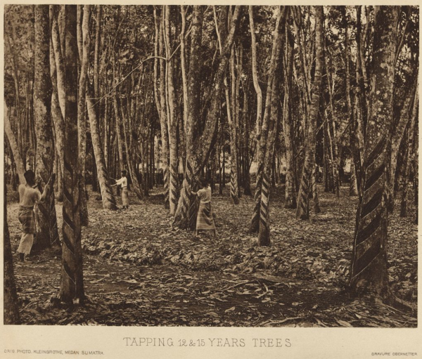 Taping 12 and 15 year old trees, 1907