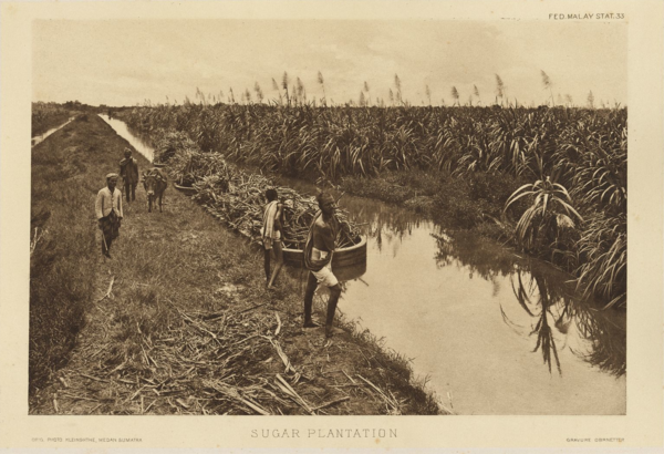 Ladang Gula, 1907