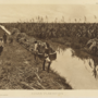 sugar-plantation-1907.png